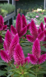 Celosia