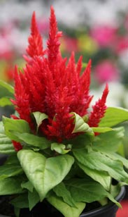 Celosia