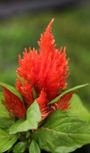 Celosia