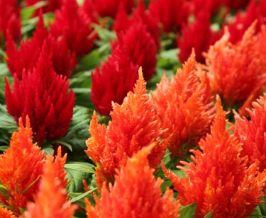 Celosia