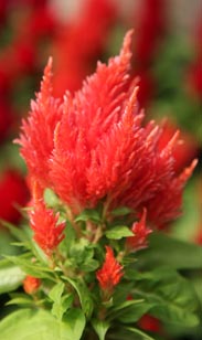 Celosia