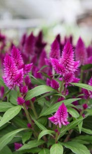 Celosia