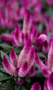 Celosia