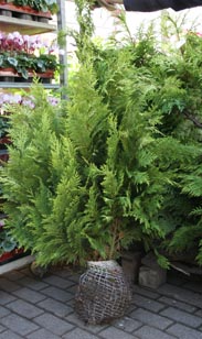 Ballenware: Chamaecyparis Yvon.