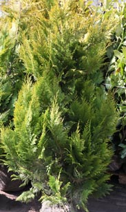 Ballenware: Chamaecyparis Yvon.