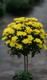Chrysanthemen-Stamm