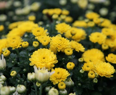 Chrysantheme