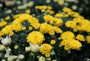 Chrysantheme