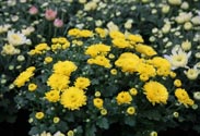 Chrysantheme
