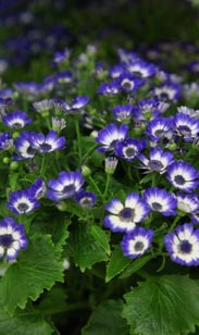 Senecio Cineraria