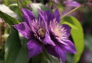 Clematis