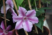 Clematis