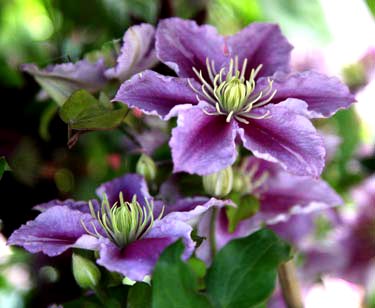 Clematis