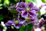 Clematis
