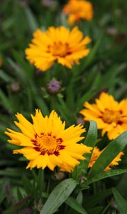 Coreopsis