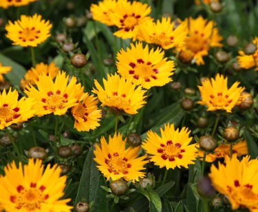 Coreopsis