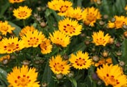 Coreopsis