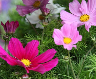 Cosmea