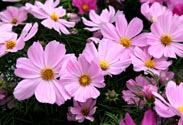 Cosmea