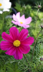 Cosmea