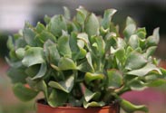 Crassula Sukkulenten