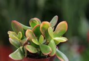 Crassula