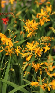 Crocosmia Montbretiens