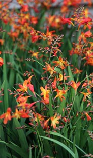 Crocosmia Montbretiens