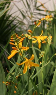 Crocosmia Montbretiens