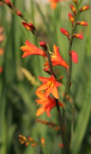 Crocosmia Montbretiens