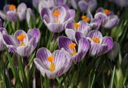 Crocus
