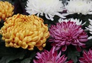 Chrysantheme