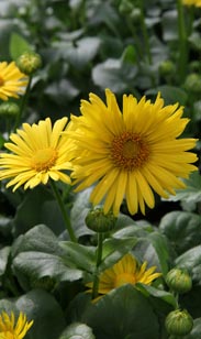 Doronicum - Gemswurz