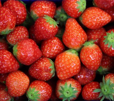Erdbeeren