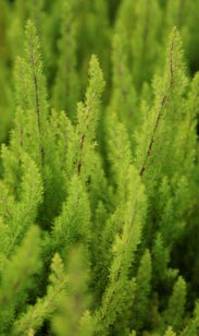 Erica arborea