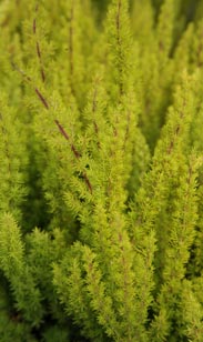 Erica arborea