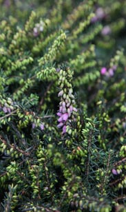 Schneeheide - winterhart