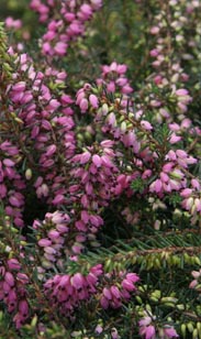 Schneeheide - winterhart