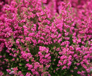 Erica gracilis