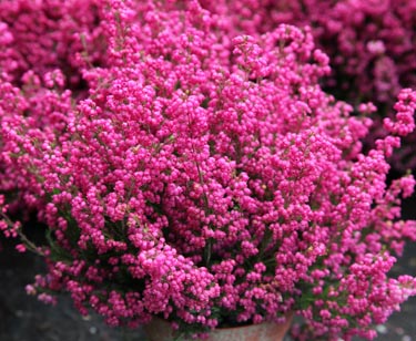 Erica gracilis
