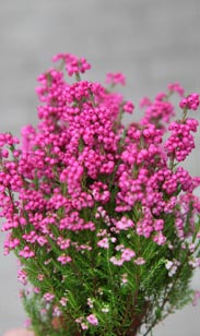 Erica gracilis