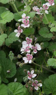 Erodium