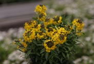 Erysimum