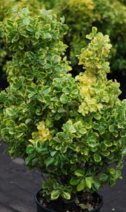 Euonymus-Busch