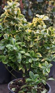 Euonymus-Busch