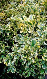 Euonymus
