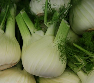Fenchel