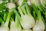 Fenchel