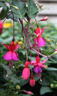 Fuchsie
