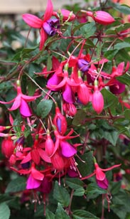 Fuchsie